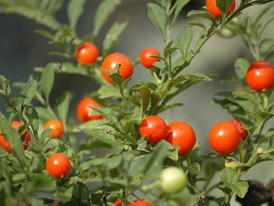 Solanum da bacca