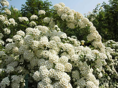 Spirea