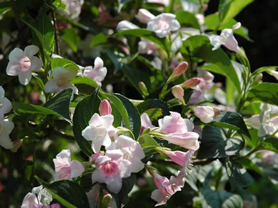 Weigela