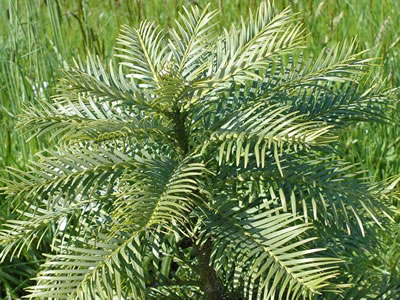 Wollemi Pine