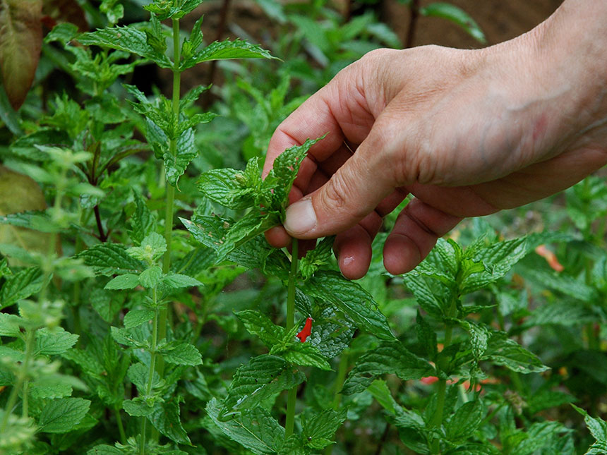 Piante aromatiche