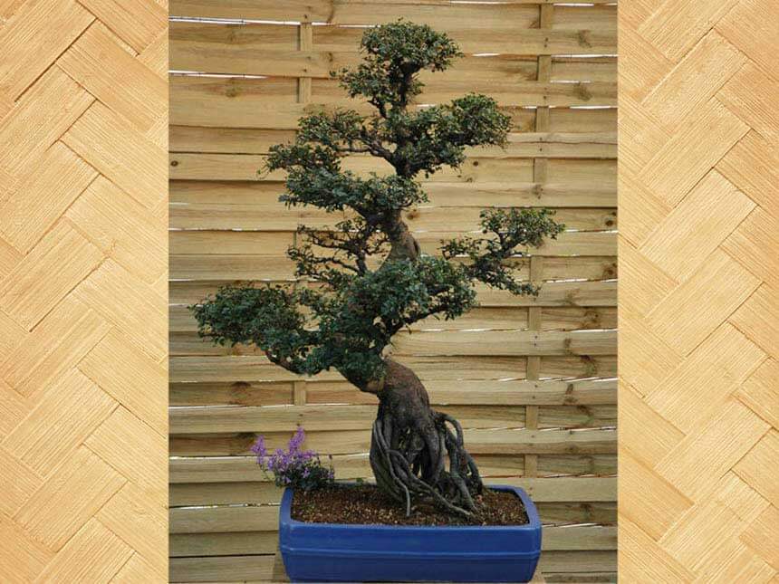 Zelkova, olmo giapponese, bonsai