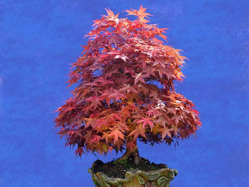 Acero palmato bonsai