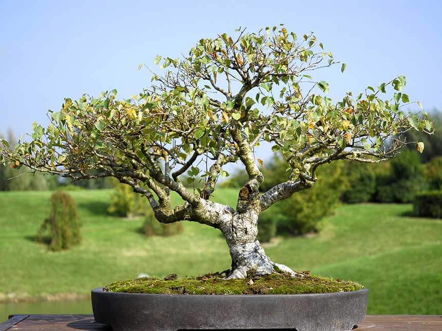 Betulla bonsai