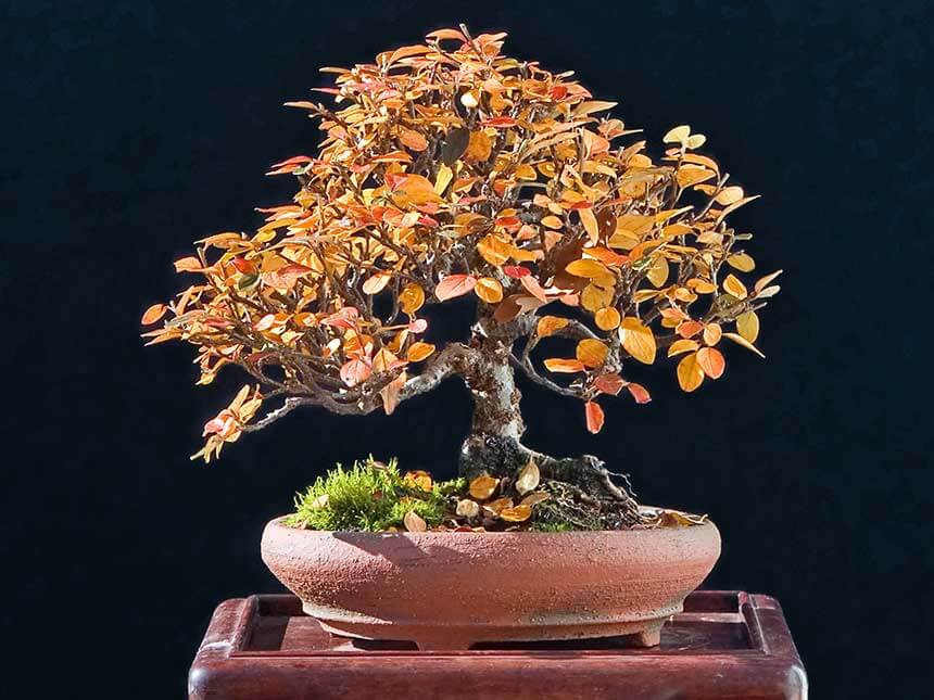 Cotoneaster bonsai