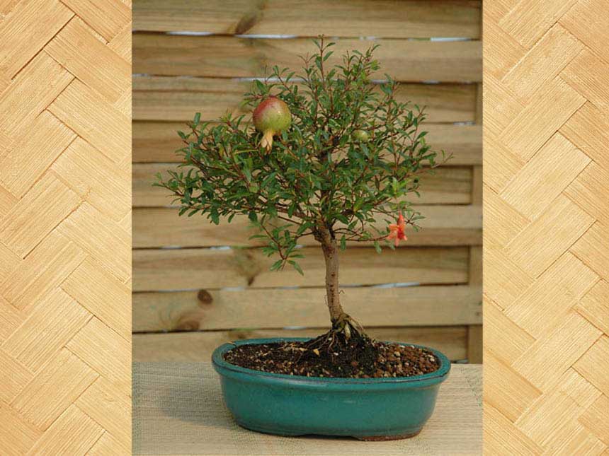 Melograno bonsai