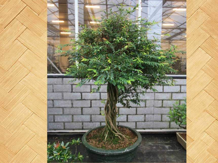 Phyllanthus bonsai