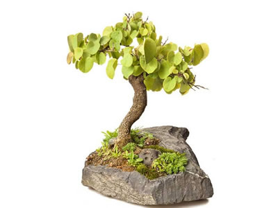 Albero di Giuda bonsai