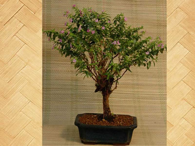 Cufea bonsai