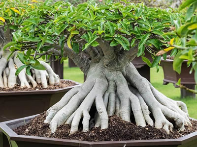 Ficus di Formosa bonsai