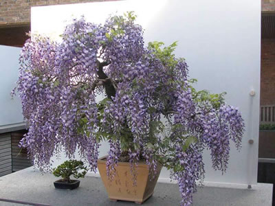 Glicine bonsai