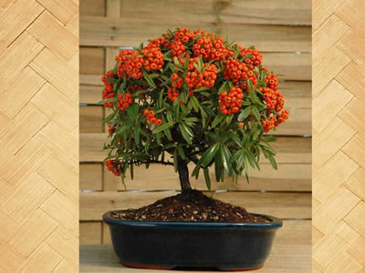 Piracanta bonsai
