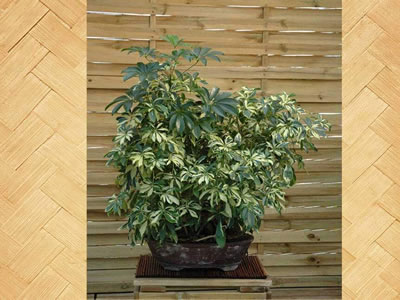 Schefflera bonsai