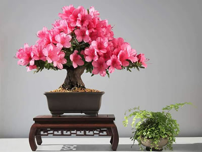 Azalea bonsai