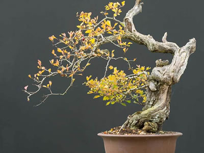 Biancospino bonsai