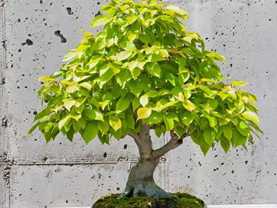Carpino bonsai