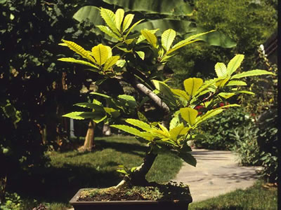 Castagno bonsai