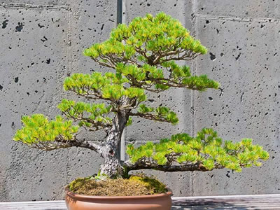 Cedro dell’Atlantico bonsai