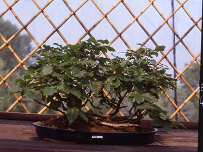 Faggio bonsai