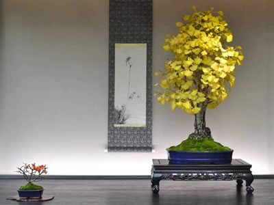 Ginkgo bonsai