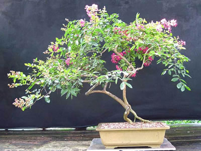 Lagerstroemia bonsai