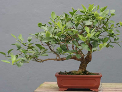 Limone bonsai