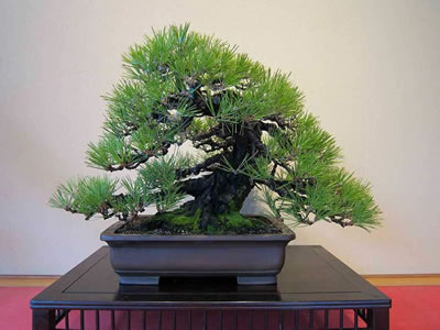 Pino cembro bonsai