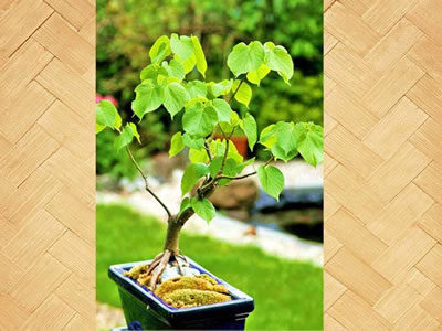 Pioppo bonsai