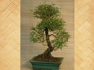 Serissa bonsai