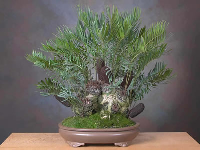 Zamia bonsai