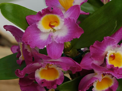 Dendrobium