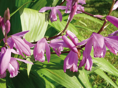 Bletilla