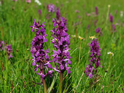 Dactylorhiza