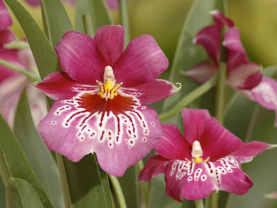 Miltonia