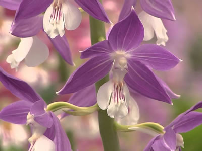 Calanthe