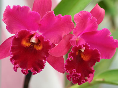 Cattleya