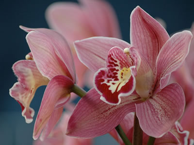 Cymbidium