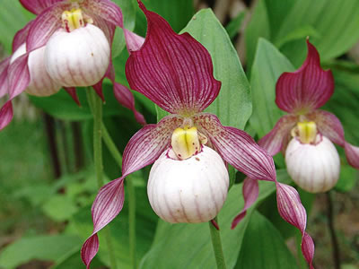 Cypripedium