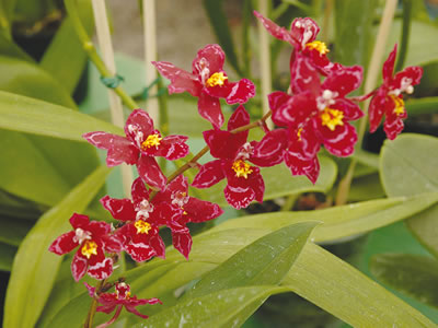 Oncidium - Orchidea ballerina