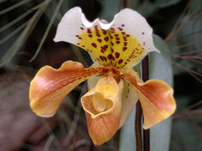 Paphiopedilum