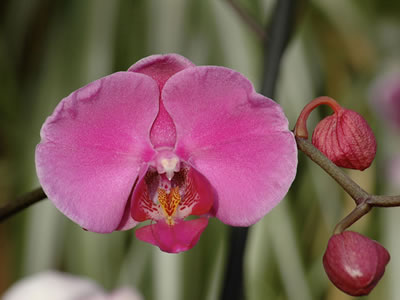 Phalaenopsis