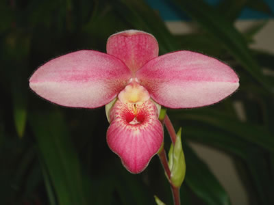 Phragmipedium besseae