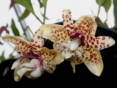 Stanhopea