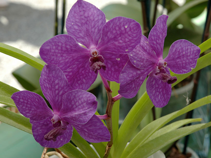 Vanda