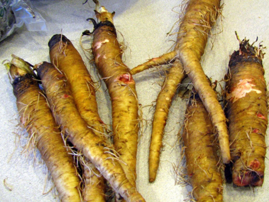 Scorzobianca