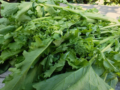 Cima di rapa