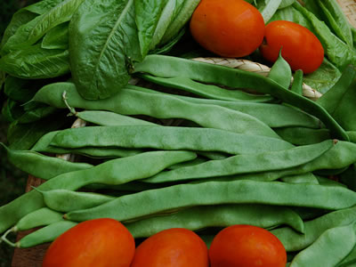 Fava