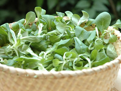 Valerianella