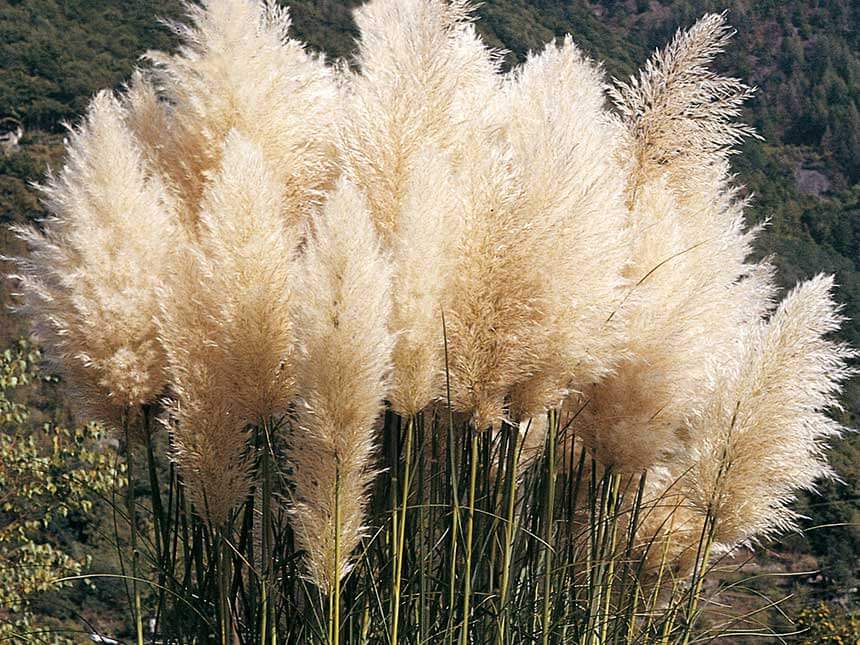 pianta Erba delle Pampas NANA Cortaderia Pumila