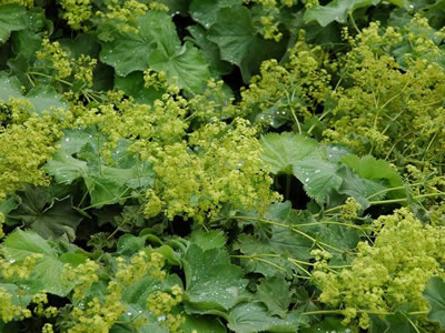 Alchemilla